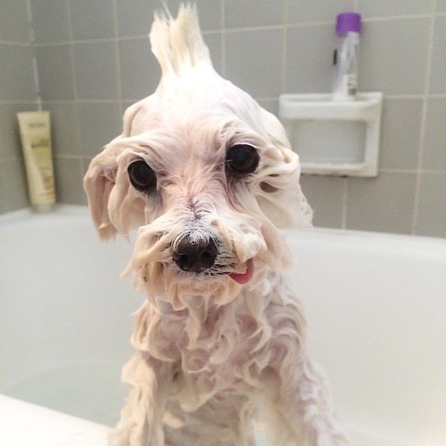 Champú de Uso Frecuente: Limpieza Suave y Saludable para el Pelaje de tu Mascota 500ml