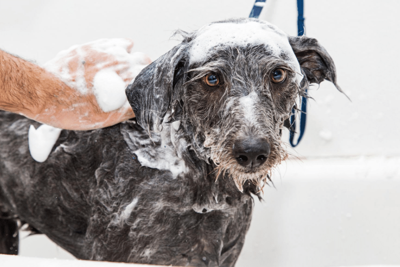 Shampoing Sensible : Soignez et protégez la peau de votre animal avec notre shampoing hypoallergénique💧 5L