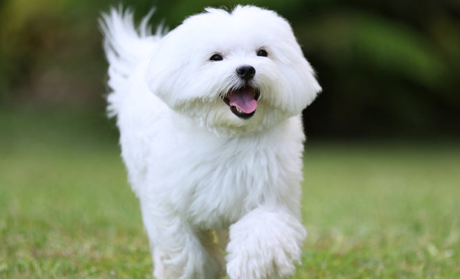 Shampoing Spécial Blanc Éclatant : Illuminez le pelage de votre animal d'un blanc éclatant 500 ml