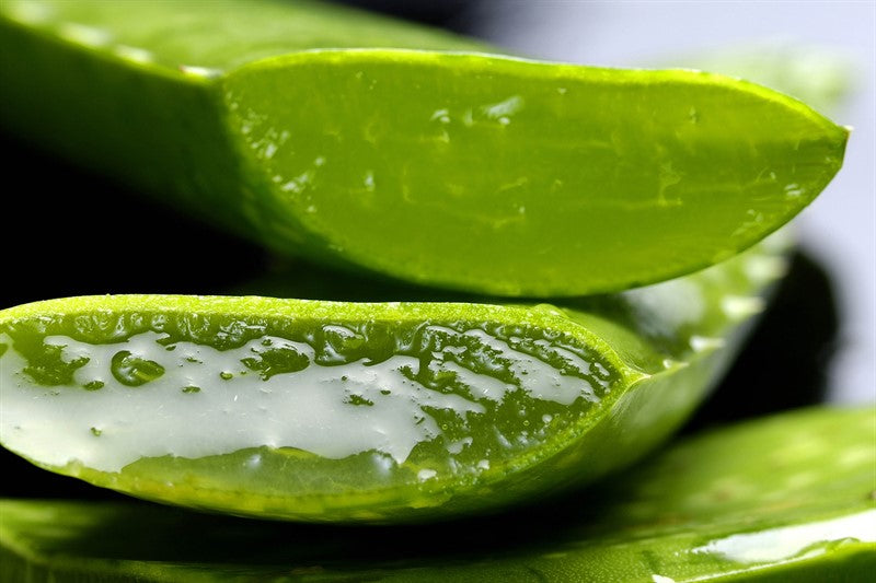 Champú Aloe Vera: Cuida y Embellece el Pelaje de tu Mascota 5L