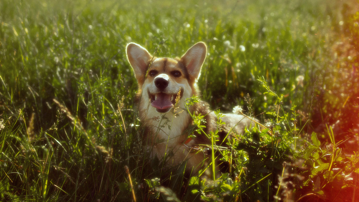 Champú Aloe Vera: Cuida y Embellece el Pelaje de tu Mascota 5L