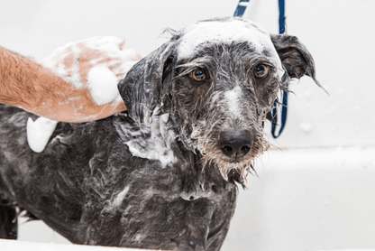 Champú Sensible: Cuida y Protege la Piel de tu Mascota con Nuestro Champú Hipoalergénico💧 500ml
